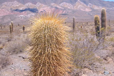 De Salta: viagem guiada de 3 dias a Cafayate, Cachi e Humahuaca