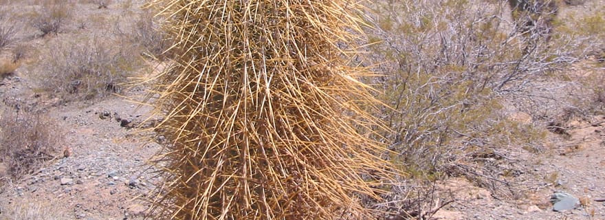 De Salta: voyage guidé de 3 jours à Cafayate, Cachi et Humahuaca