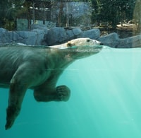 Amnéville Zoo, Full-Day Admission Ticket - Housity