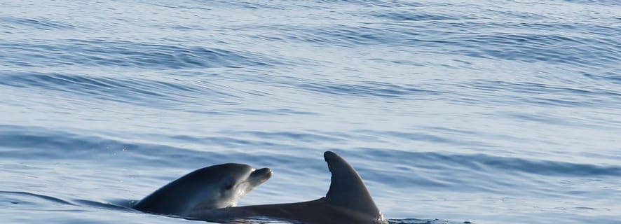Vrsar: Dolphin Watching Boat Ride