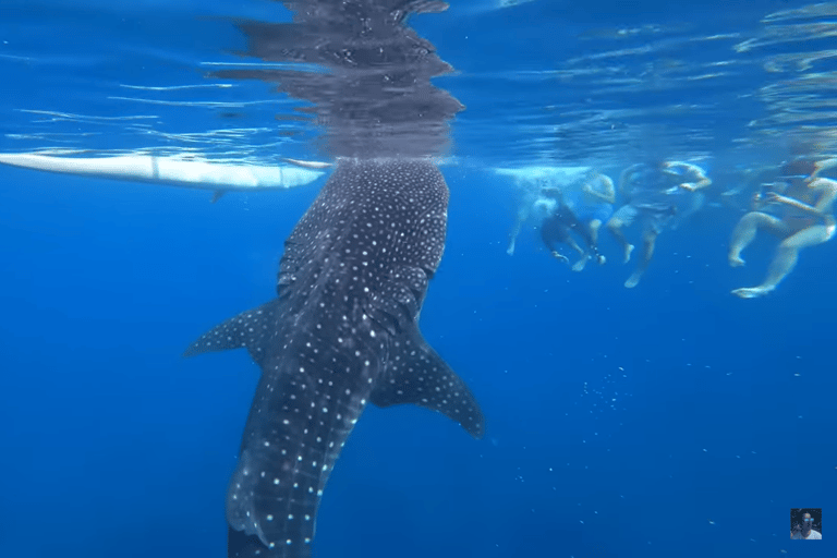Oslob: Whale Sharks, Tumalog Falls & Sumilon Trio Adventure