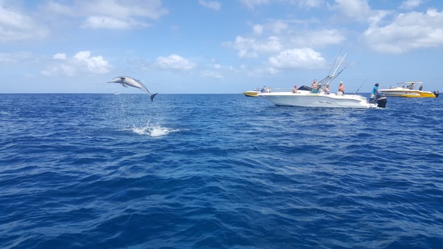 Visit Mauritius Ocean Swim with Dolphins & Benetiers Island Tour in Port Louis, Mauritius