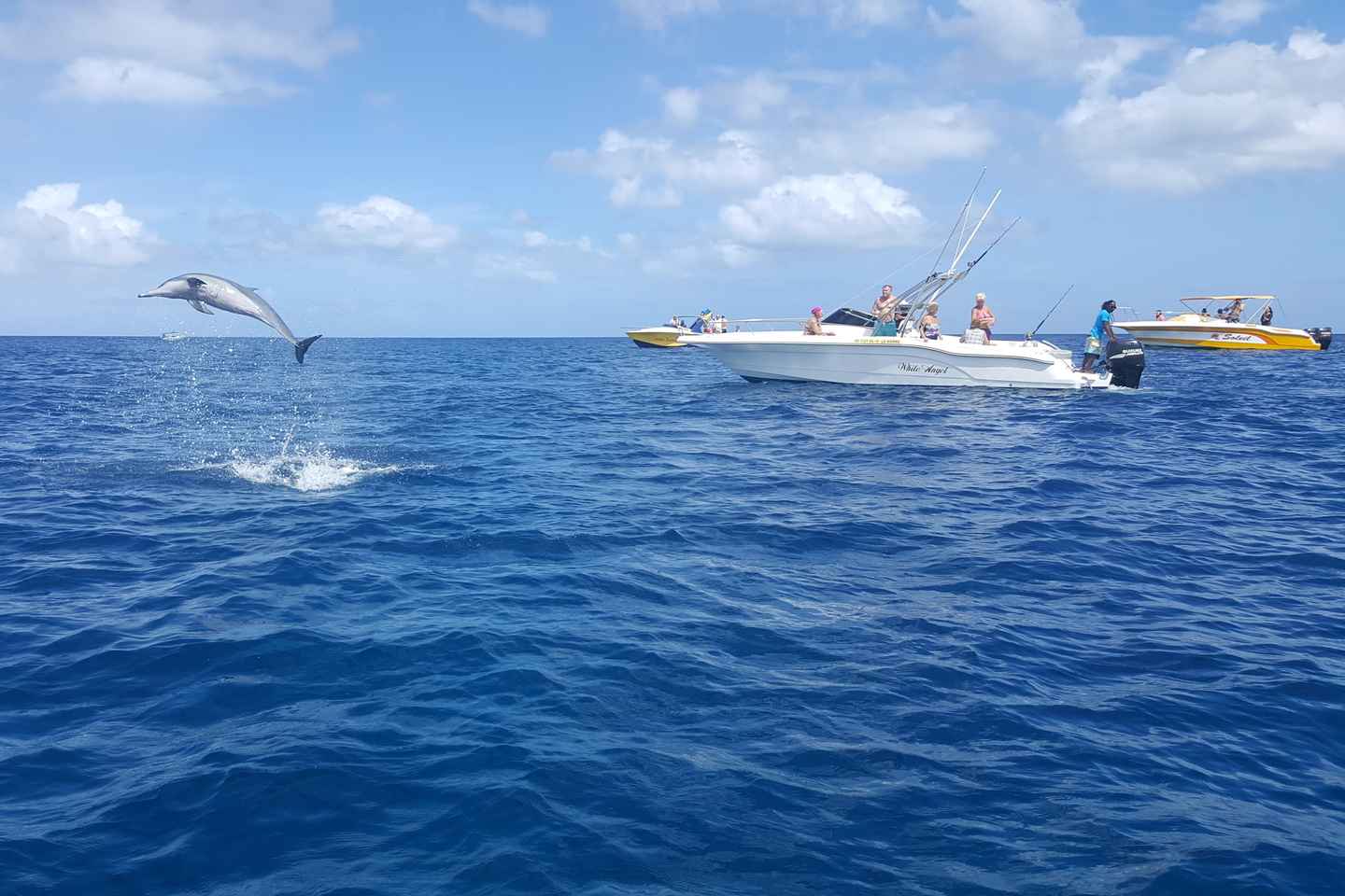 Mauritius: Ocean Swim with Dolphins - Mauritius: Ocean Swim with Dolphins