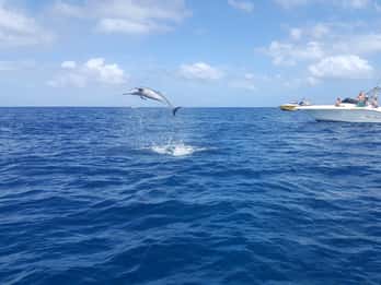 Mauritius: Havsvømmetur med delfiner, med lunsj på Le Morne