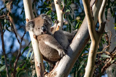 Kangaroo Island: Full-Day Guided Island Life Tour