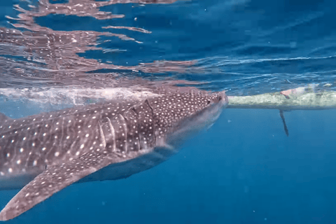 Cebu : Excursion en groupe à Oslob Whaleshark et Canyoneering avec déjeuner