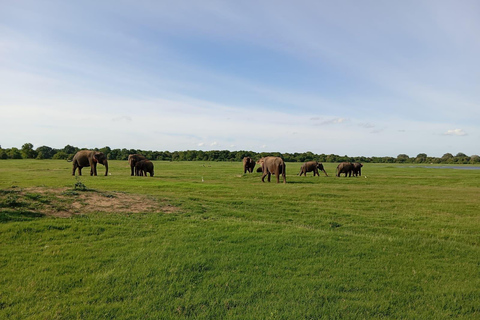 Desde Sigiriya: Safari de medio día en jeep por el Parque Nacional de Minneriya