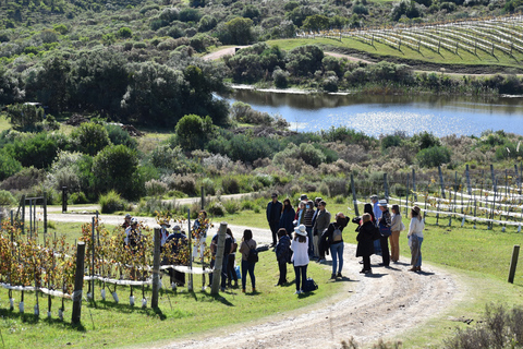 Punta del Este : L'Expérience Gourmet Winery