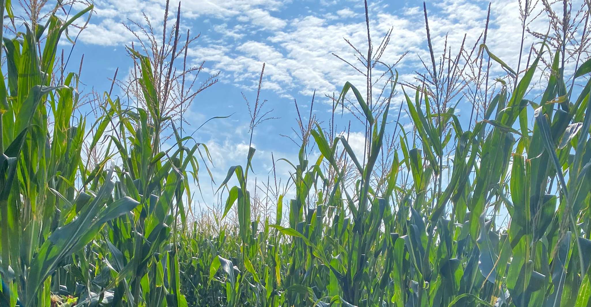 Rügen, Largest corn maze on the island - Housity