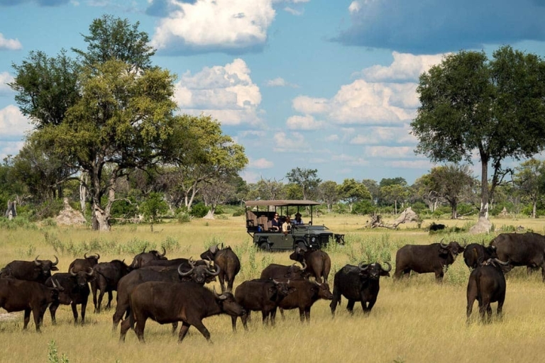 Desde las Cataratas Victoria: Game Drive en el Parque Nacional Zambezi
