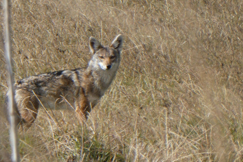 4 days Bale Mountains Wildlife & Nature Tour