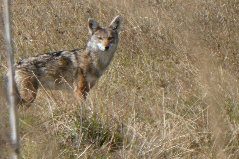4 days Bale Mountains Wildlife & Nature Tour