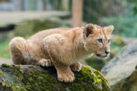 Amnéville Zoo, Full-Day Admission Ticket - Housity
