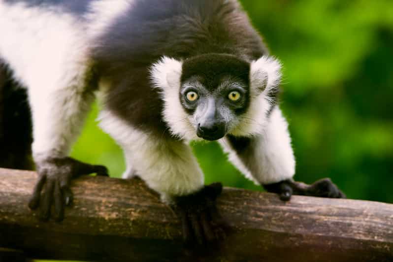 Amnéville Zoo Tagesticket GetYourGuide