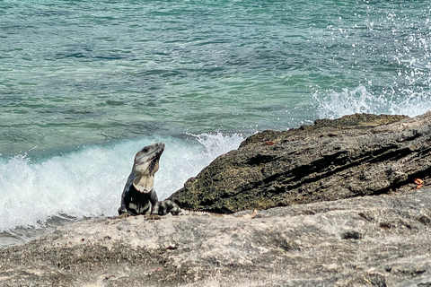 Cozumel: North Shore E-bike äventyr och strandpausCozumel: E-bike-äventyr och strandpaus på norra stranden