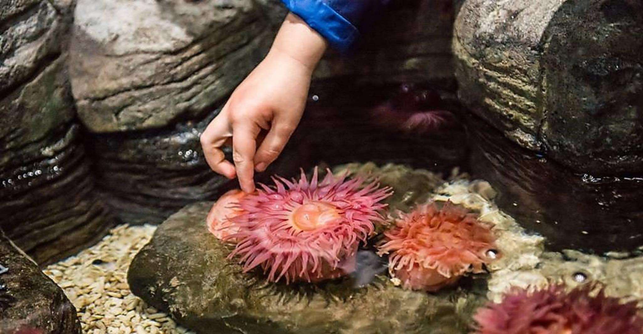 Auburn Hills, Legoland und Sea Life Aquarium Combo Ticket - Hizvo