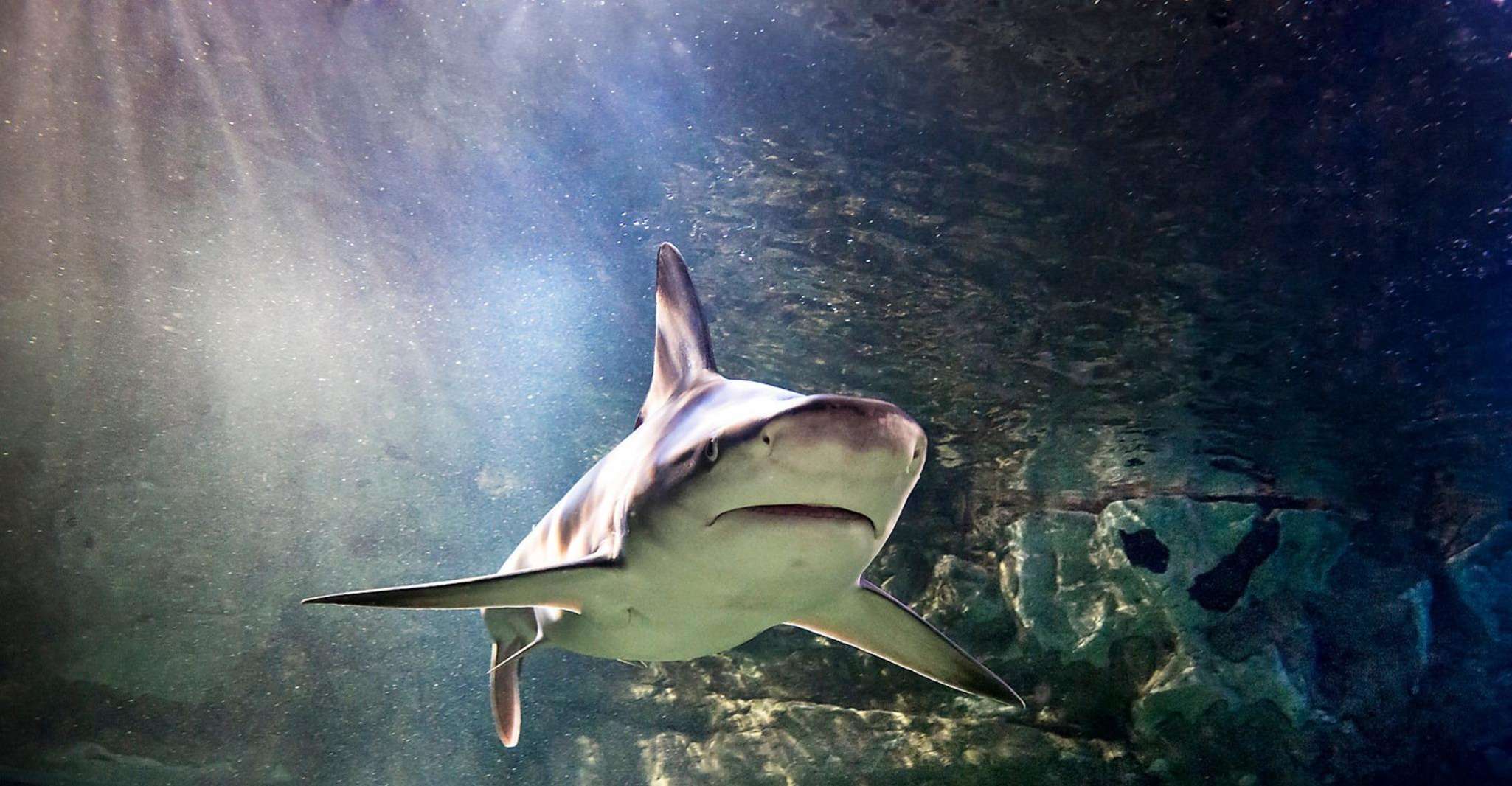 Auburn Hills, Legoland und Sea Life Aquarium Combo Ticket - Hizvo