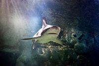 Auburn Hills, Legoland und Sea Life Aquarium Combo Ticket - Hizvo