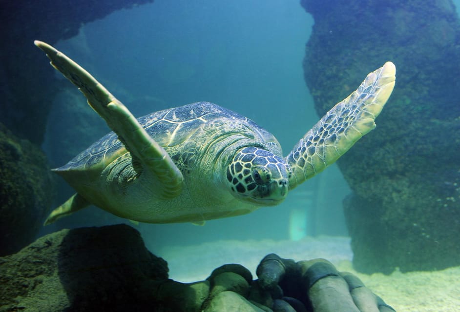 Auburn Hills, Legoland und Sea Life Aquarium Combo Ticket - Hizvo