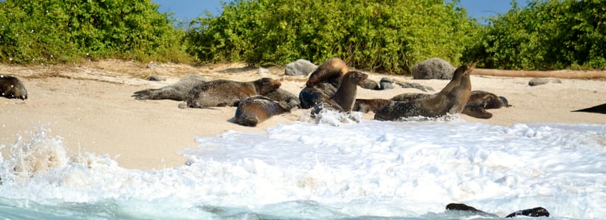 Galápagos : visite d'une jounée de 4 jours à Santa Cruz et Bahia en pension complète