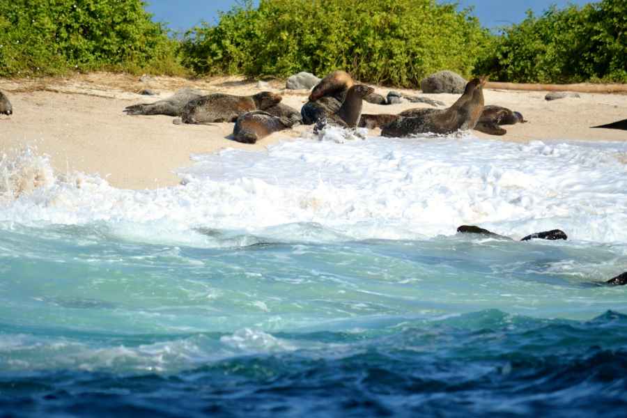 Galapagos: 4 Tage Santa Cruz & Bahia Tour mit Vollpension
