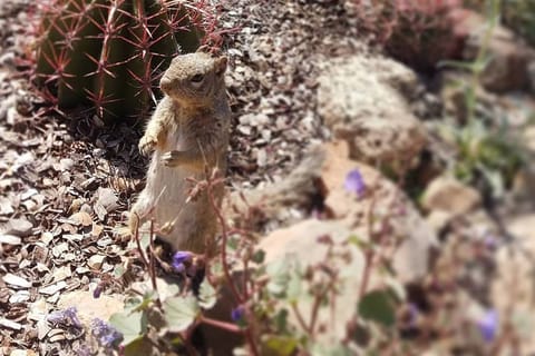 Tucson: Arizona-Sonora Desert Museum Admission Ticket
