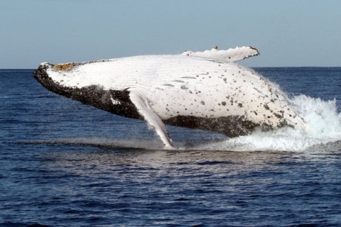Gold Coast: Whale Watching Guided Tour Standard option