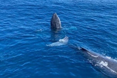 Gold Coast: Whale Watching Guided Tour Standard option