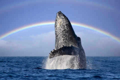 Gold Coast: rondleiding met gids om walvissen te spottenStandaard optie