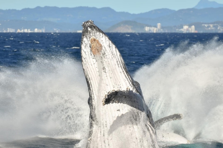 Gold Coast: wycieczka z przewodnikiem z obserwacją wielorybówOpcja standardowa