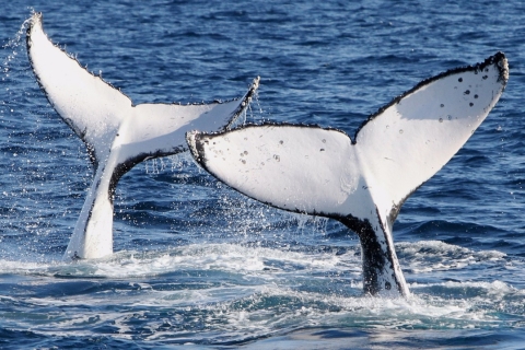 Gold Coast: rondleiding met gids om walvissen te spottenStandaard optie