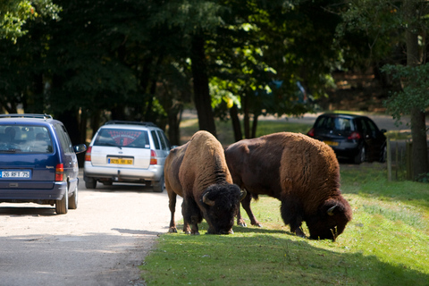Ticket de entrada al WOW Safari ThoiryTicket de entrada a WOW Safari Thoiry