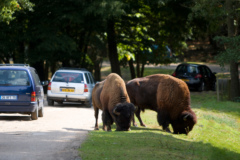 Ticket de entrada al WOW Safari ThoiryTicket de entrada a WOW Safari Thoiry