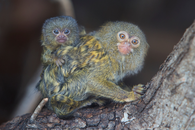 Ticket de entrada al WOW Safari ThoiryTicket de entrada a WOW Safari Thoiry