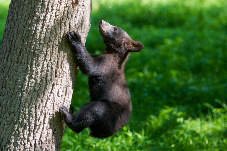 Ticket de entrada al WOW Safari ThoiryTicket de entrada a WOW Safari Thoiry