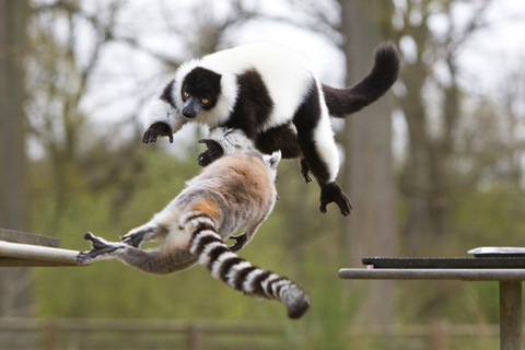 Ticket de entrada al WOW Safari ThoiryTicket de entrada a WOW Safari Thoiry