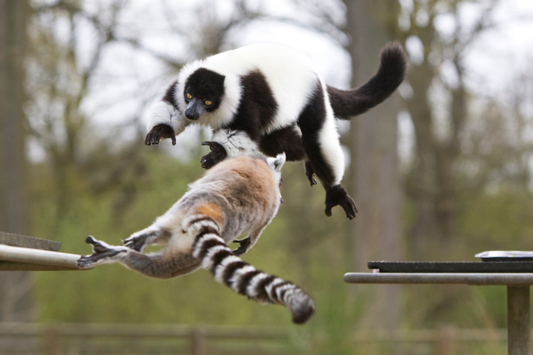 Ticket de entrada al WOW Safari ThoiryTicket de entrada a WOW Safari Thoiry