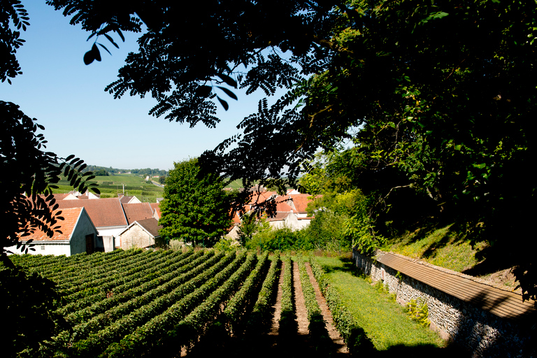 Champagne: Provsmakning av ekologisk champagneEkologisk provning