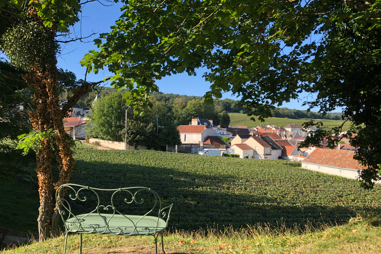 Champagne: Provsmakning av ekologisk champagneEkologisk provning