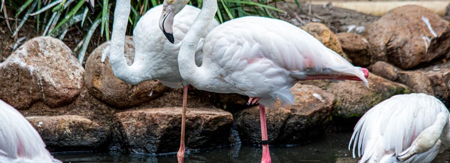 Le Cap : Monde des oiseaux et sanctuaire animalier