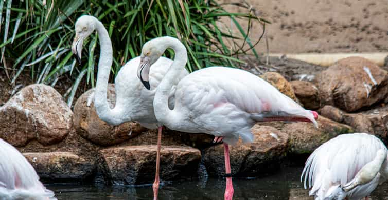 World of Birds, Cape Town - Book Tickets & Tours | GetYourGuide