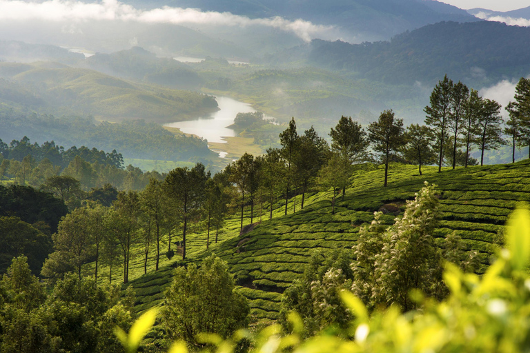 Cochin : Visite de nuit de la station de montagne de Munnar et de son jardin de thé