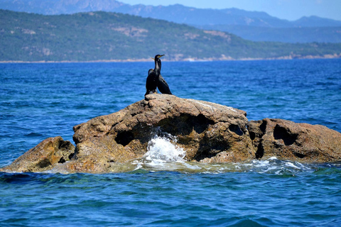 Porto Vecchio: jednodniowa wycieczka łodzią na wyspy Cerbicale i LavezziPorto Vecchio: Jednodniowa wycieczka łodzią na wyspy Cerbicale i Lavezzi