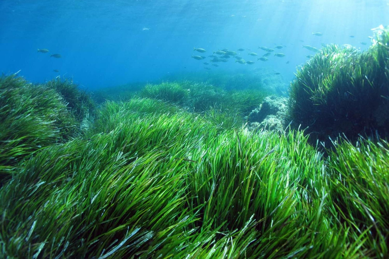 Da Porto-Vecchio: Crociera turistica dell&#039;Arcipelago di LavezziDalla spiaggia di Santa Giulia