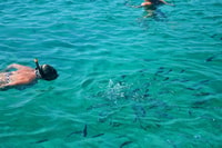 Desde Porto-Vecchio, el archipiélago de Lavezzi, Sightseeing Cruise - Housity