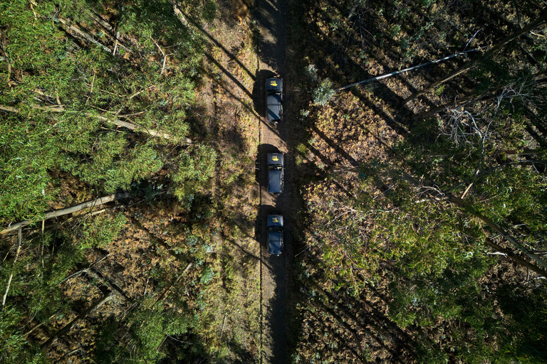 Tropical Tide, Porto Moniz & Fanal Forest 4WD Jeep Tour