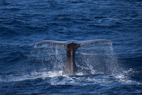 Rabo de Peixe: Sperm Whale Sanctuary Expedition by Speedboat