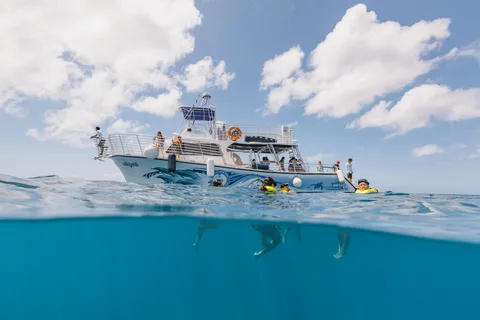 Oahu: Turtle Canyon Snorkeling & Hula Dance