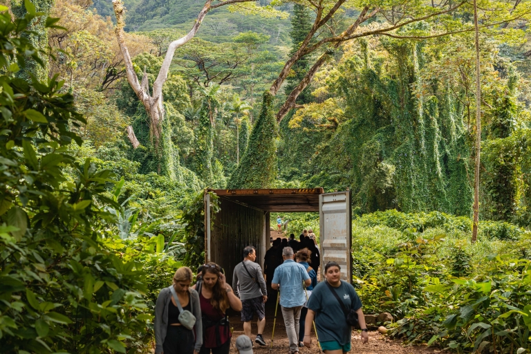 Desde Waikiki: recorrido por la selva tropical de Manoa Falls con almuerzo saludable