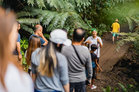 Z Waikiki: Wycieczka po lesie deszczowym Manoa Falls ze zdrowym lunchem